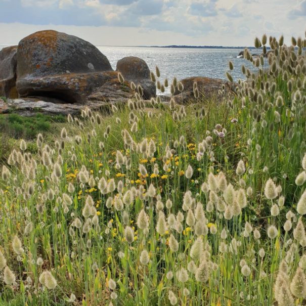 chemin-bord-de-mer-2-concarneau-copyright-sittelles-lodge